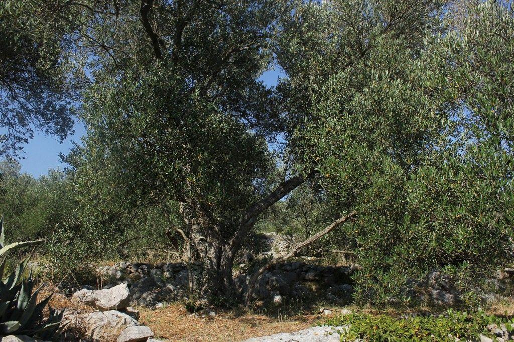 Secluded Fisherman'S Cottage Cove Magrovica - Telascica, Dugi Otok - 8142 Sali Exteriör bild